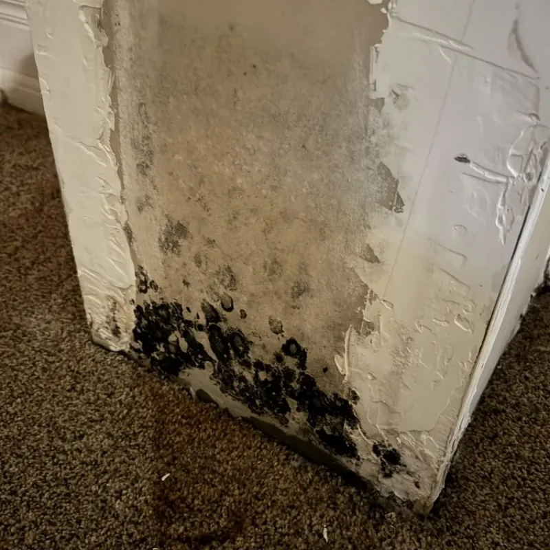 Professional Mold Removal in Gerber, CA